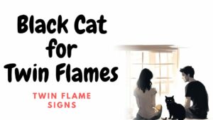 Black Cat for Twin Flames